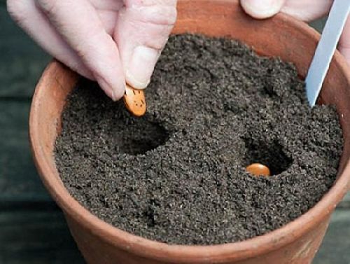 посев семян