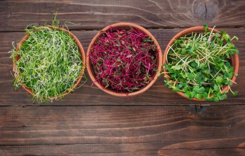 Микрозелень 4