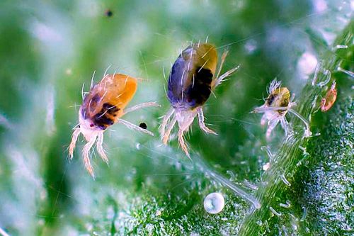 Pautinnij-kleshh-i-jajca