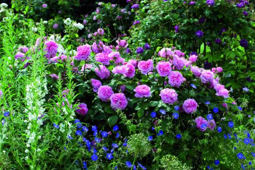 Gertrude-Jekyll-with-Epilobium-Geranium-Brookside