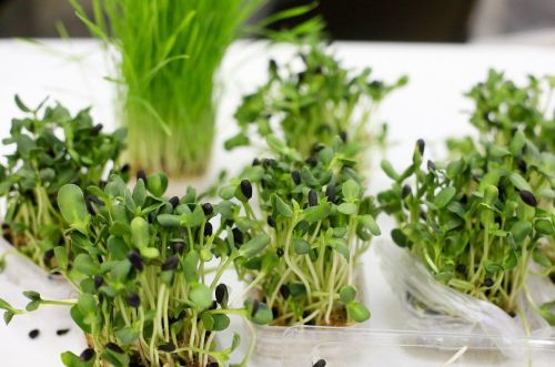 Микрозелень 2