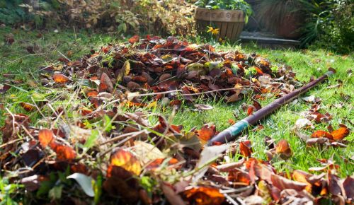 в огороде листья