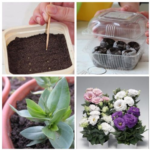 146772_5a22c47074f075a22c47074f41