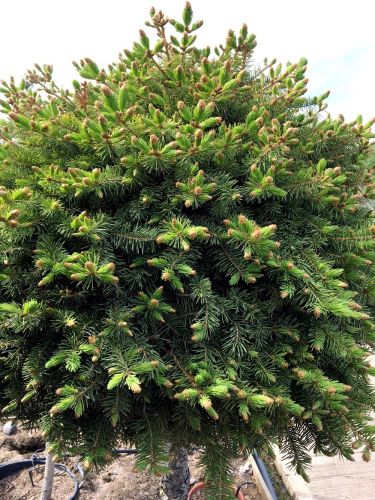 image-15-05-20-04-56-2