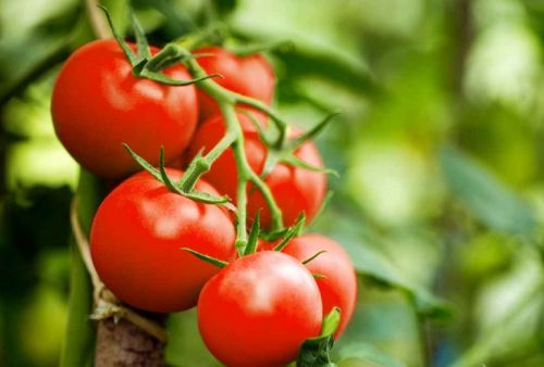 shutterstock_776379370