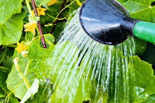 7-полив-теплой-водой-1536x1024