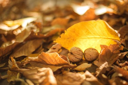 лист грецкого ореха