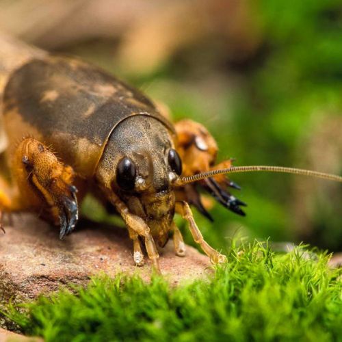 mole-cricket-1080x1080