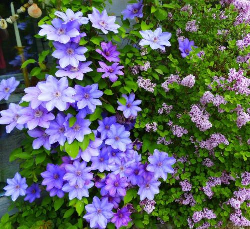 klematis-v-landshaftnom-dizayne