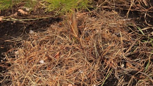 хвой-опавшая