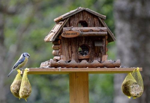 Покорми птиц зимой