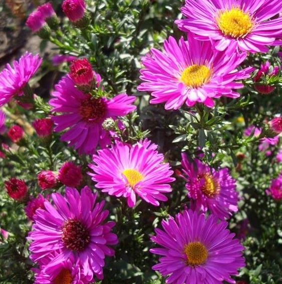 Астра Старлайт