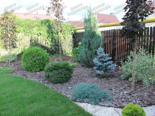 древесно-кустарник раст1