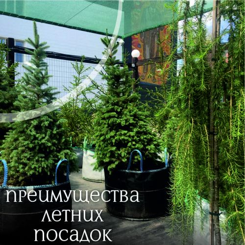 летние посадки