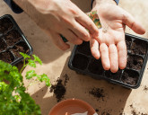 ПРОВЕРЯЕМ СЕМЕНА И ГОТОВИМ ИХ К ПОСЕВУ (ВИДЕО)