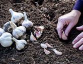 Как посадить чеснок, чтобы он был крупным?