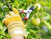 ОБРЕЗАЕМ ПРАВИЛЬНО! Летняя обрезка плодовых деревьев.