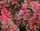 Декоративные кустарники. Великолепие в Садовых Центрах!