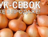 ЛУК-СЕВОК УЖЕ В ПРОДАЖЕ!