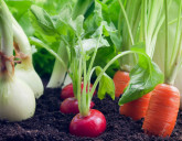 Растения, которые нельзя выращивать рядом на огороде