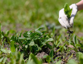 Важно знать! Преимущества применения гербицидов осенью