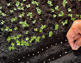 Замачивание семян перед посевом. Что необходимо?