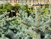 НАШ САДОВЫЙ ЦЕНТР ОТКРЫЛСЯ!