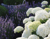 Гортензия - отличный вариант в оформлении участка!