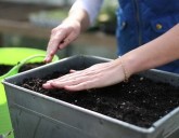 Обрабатываем рассадный грунт перед посевом семян