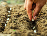 Подзимние посевы: что сеять и когда?