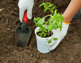 Удачный ЛУННЫЙ ПОСЕВНОЙ КАЛЕНДАРЬ на МАЙ 2024 года