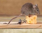 Мыши и крысы: методы борьбы с ними