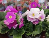 ОГРОМНОЕ ПОСТУПЛЕНИЕ КОМНАТНЫХ ЦВЕТОВ К 8 МАРТА!