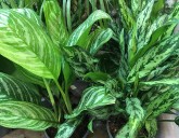 Самые НЕПРИХОТЛИВЫЕ комнатные цветы