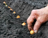 ЛУК-СЕВОК: преимущества и уход