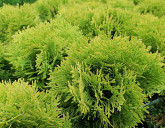 ТУИ. Универсальные хвойные для сада!