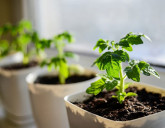 Удачный ЛУННЫЙ ПОСЕВНОЙ КАЛЕНДАРЬ на ФЕВРАЛЬ 2025 года