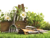 Фитодизайн