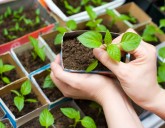 Здоровая рассада перца.