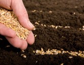 Подготовка семян к посеву.