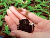 Пикируем перец легко и просто!