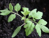 Вредители рассады томатов и методы борьбы с ними!