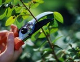 Уходные работы за садом