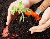 ГРУНТ ДЛЯ РАССАДЫ: ВЫБИРАЕМ ПРАВИЛЬНО