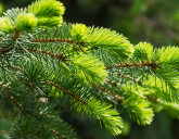 Уход за хвойными растениями в весенний период (ВИДЕО)