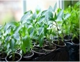 Как не допустить ошибки при выращивании перца и баклажанов, и вырастить крепкую, здоровую рассаду!