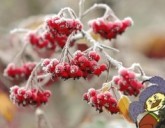 Работа в саду и на огороде в декабре (часть 2)