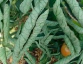 Почему скручиваются листья у помидоров?!