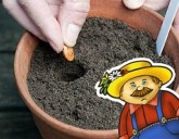 Основные правила посева семян комнатных цветов!