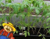 Переросшая рассада